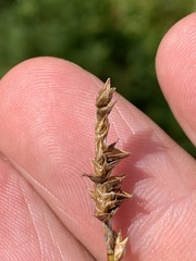 Carex exilis