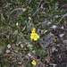 Rocky Mountain Cinquefoil - Photo (c) Sarah Bonnett, some rights reserved (CC BY-NC), uploaded by Sarah Bonnett