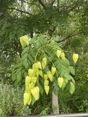 Koelreuteria paniculata