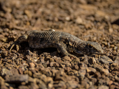 Liolaemus nigromaculatus