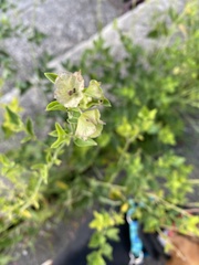 Mirabilis nyctaginea