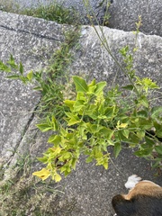 Mirabilis nyctaginea