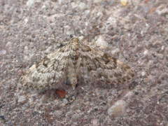 Eupithecia tantillaria