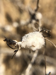 Rhopalomyia floccosa