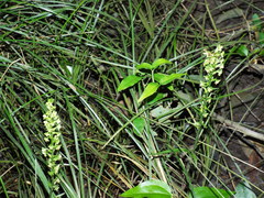 Platanthera flava flava