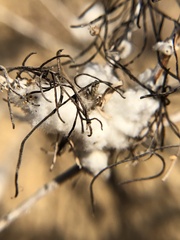 Rhopalomyia floccosa