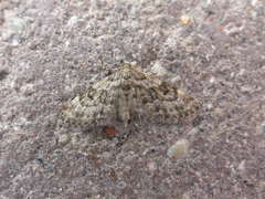 Eupithecia tantillaria