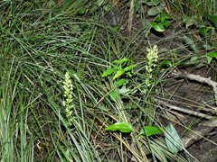 Platanthera flava flava