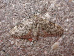 Eupithecia tantillaria