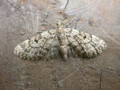 Eupithecia tantillaria