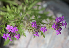 Glandularia chiricahensis