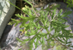 Glandularia chiricahensis
