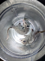 Didelphis virginiana