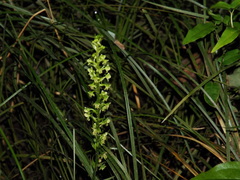 Platanthera flava flava