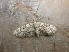 Eupithecia tantillaria