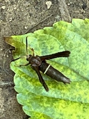 Vitacea scepsiformis