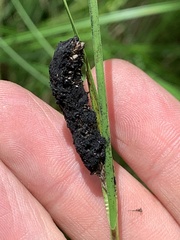 Anthracoidea heterospora