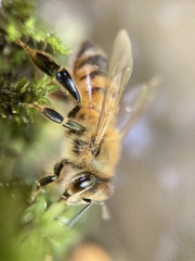 Apis mellifera