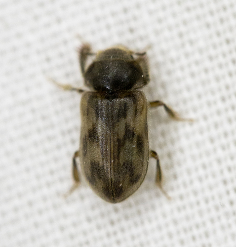 Heteroceridae