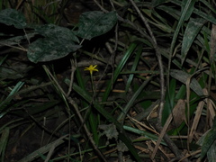 Hypoxis curtissii