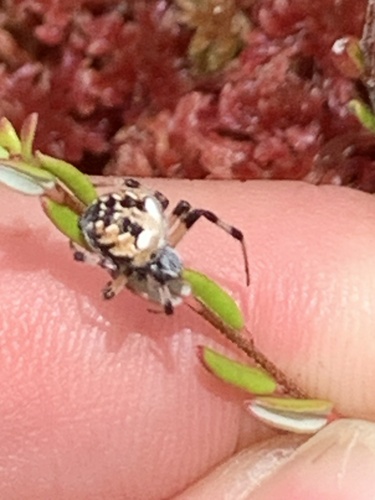 Metepeira palustris