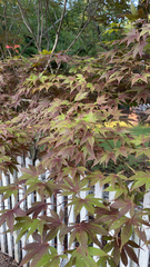 Acer palmatum
