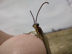 Brachynemurus versutus