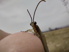 Brachynemurus versutus