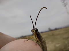 Brachynemurus versutus
