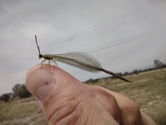 Brachynemurus versutus
