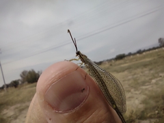 Brachynemurus versutus