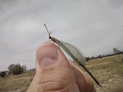 Brachynemurus versutus