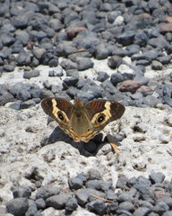 Junonia coenia coenia