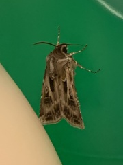 Agrotis vestigialis