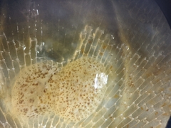 Corambe