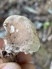 Phellodon violascens
