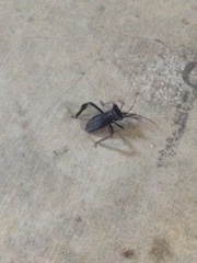 Acanthocephala declivis