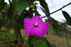 Ipomoea purga