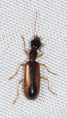 Leptotrachelus dorsalis