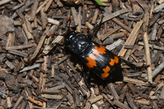 Nicrophorus investigator