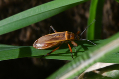 Stenomacra marginella