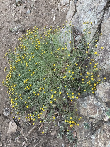 Image of Erigeron reductus by (c) Matt Berger, some rights reserved (CC BY)