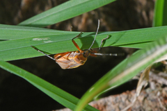 Stenomacra marginella