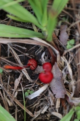 Pseudohygrocybe