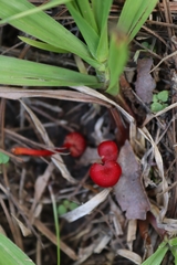 Pseudohygrocybe