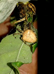 Araneus pallidus