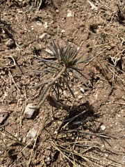 Talinum aurantiacum