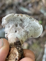 Phellodon violascens