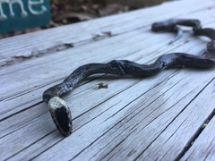 Cacophis harriettae