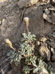 Chaenactis nevadensis